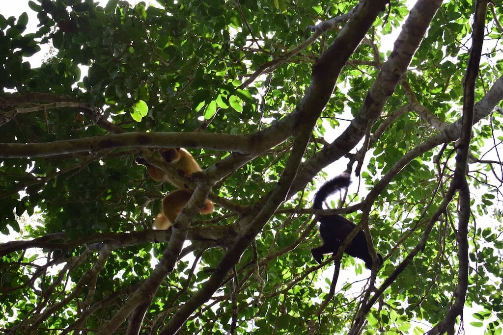 Mannetje en Vrouwtje blauwoogmaki