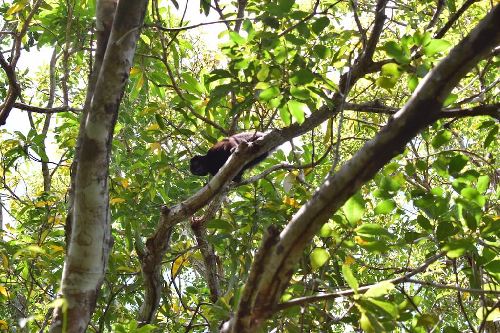 Mannetje blauwoogmaki